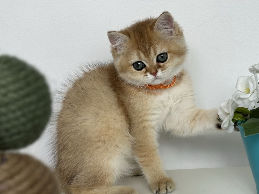 British shorthair GOLDEN fetita superba !! CERTIFICAT PEDIGREE