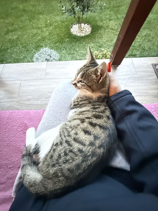 Motănel iubăreț caută o familie pentru totdeauna