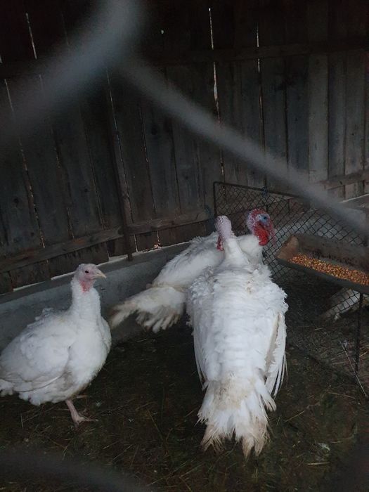 Vând curcani crescuti cu cereale.