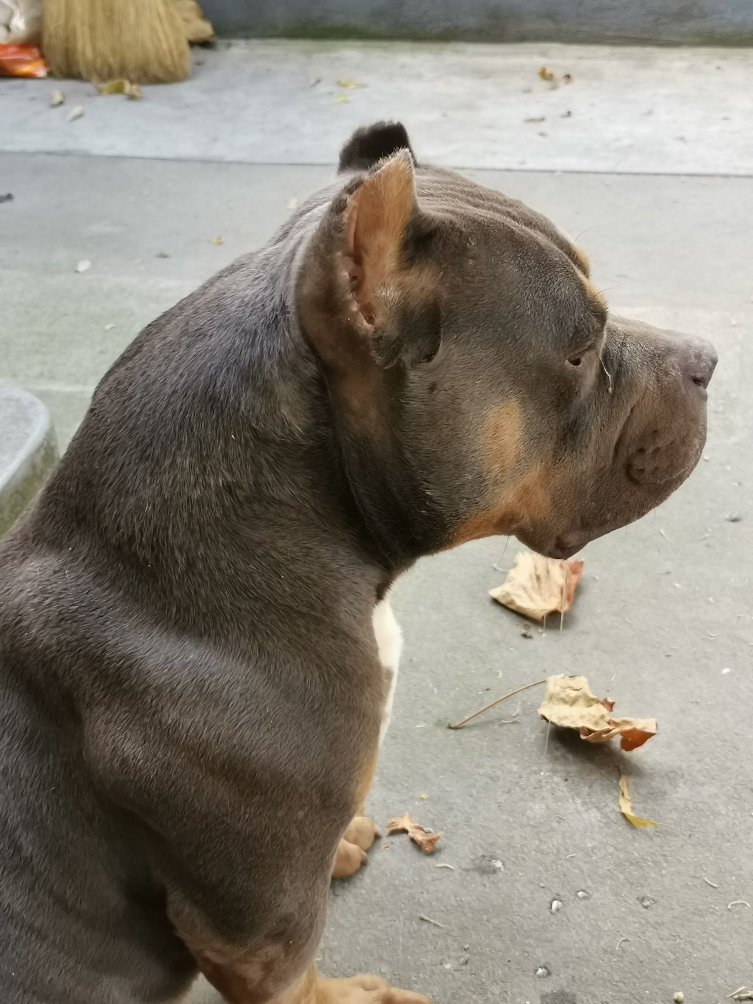 American bully Repro Top. Abkc