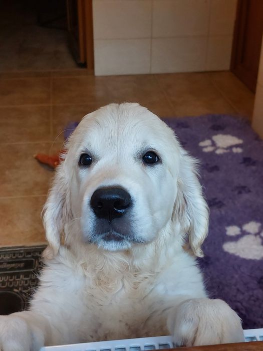 Vand catelusa de golden retriever