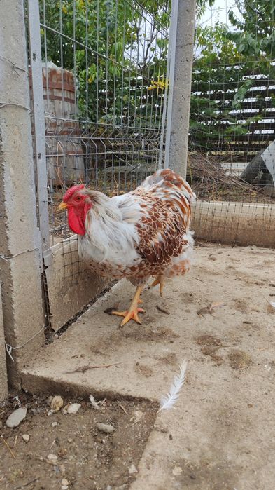 Cocos wyandotte Splash