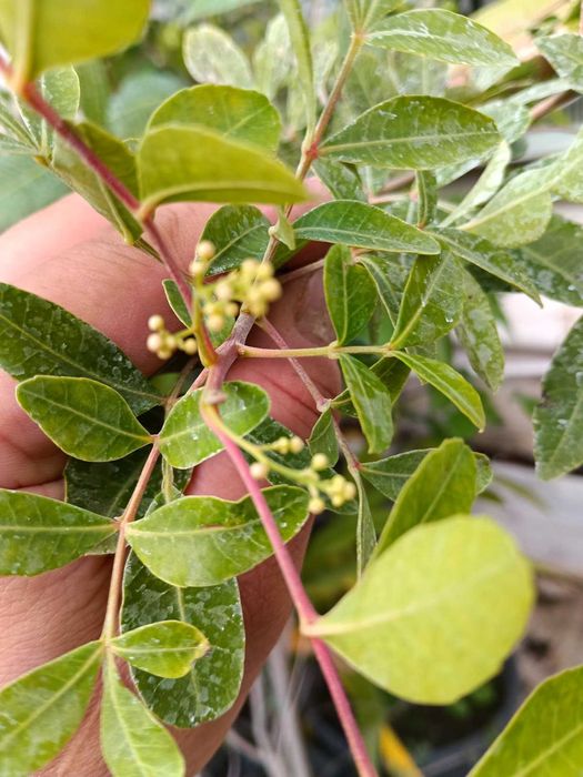 Plante aromatice in ghivece, piper, dafin, eucalipt, bananier, maslin
