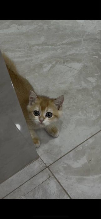 Золотая шиншилла