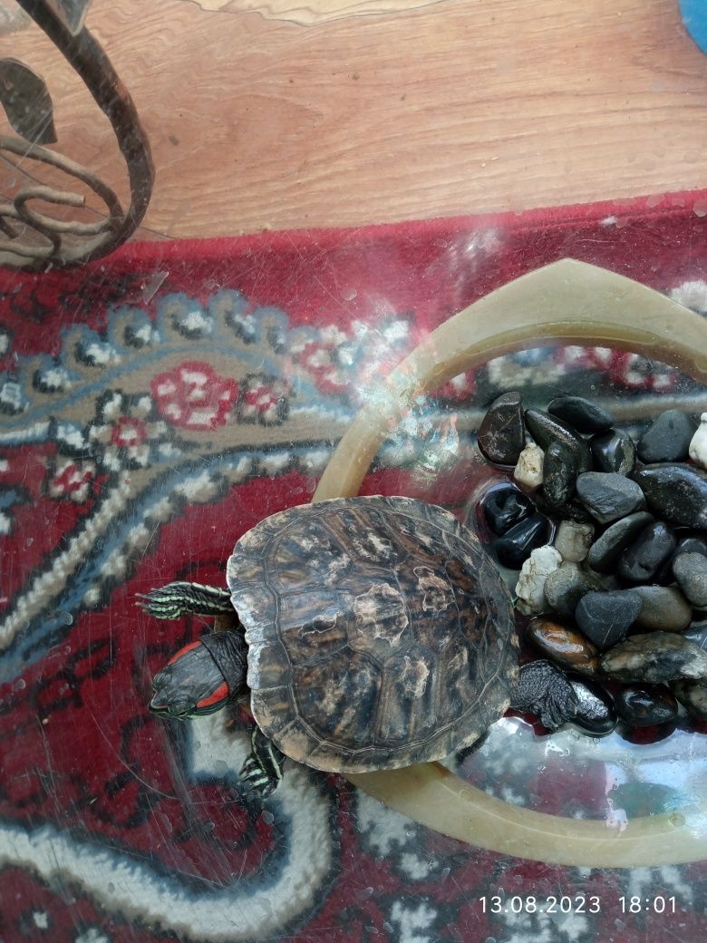 Черепаха Красноухая продается или обмен