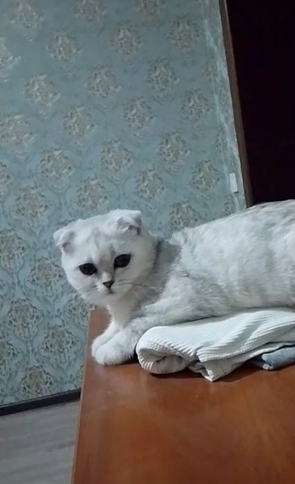 Продам красивую киску