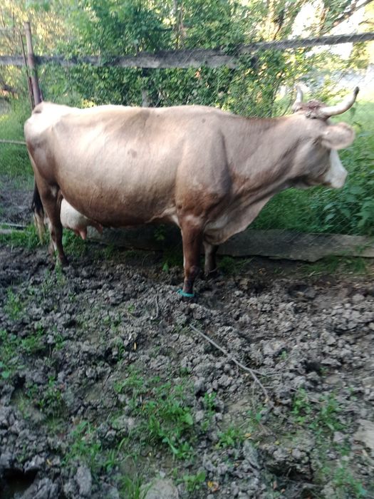 Vaca de vânzare ,preț negociabil ...mai multe detalii in privat.
