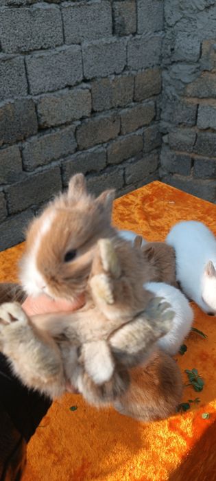 Karlik shirin quyonchalar