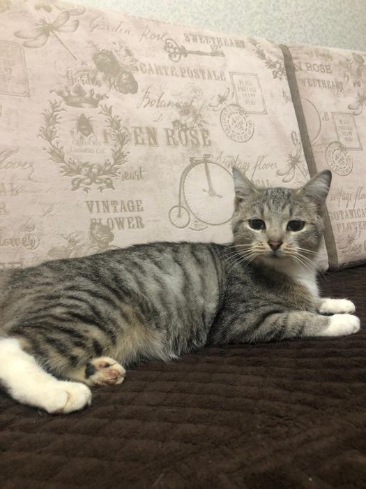 Отдам кошку в добрые руки!