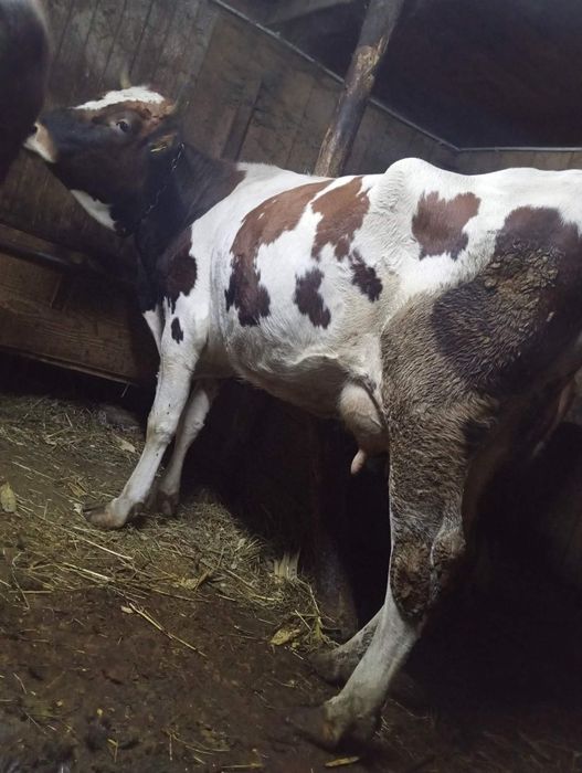 Vând vacă bună de ținut