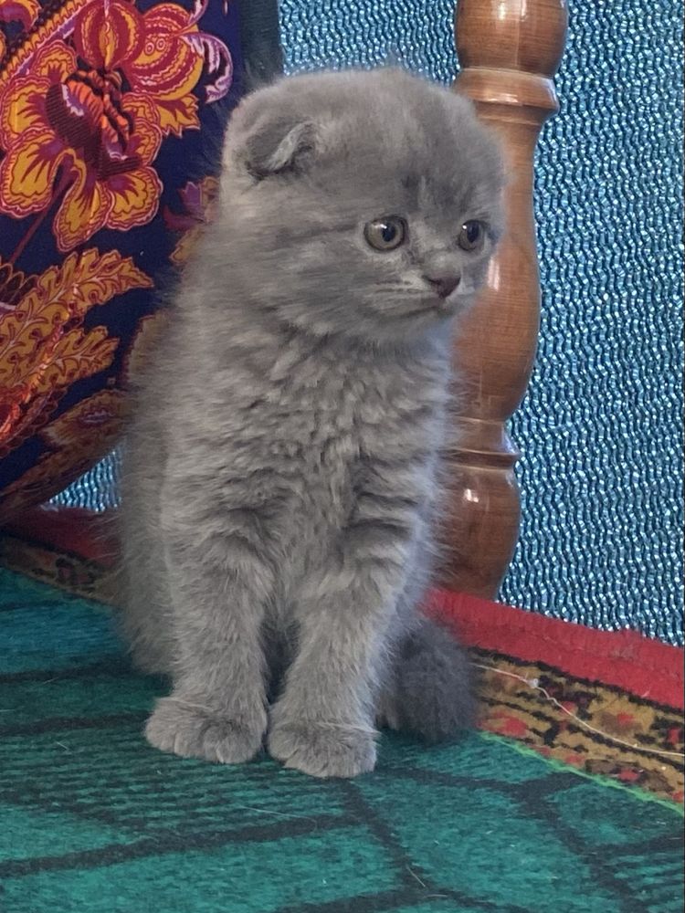 Продаю Котят шиншилла вислоухие