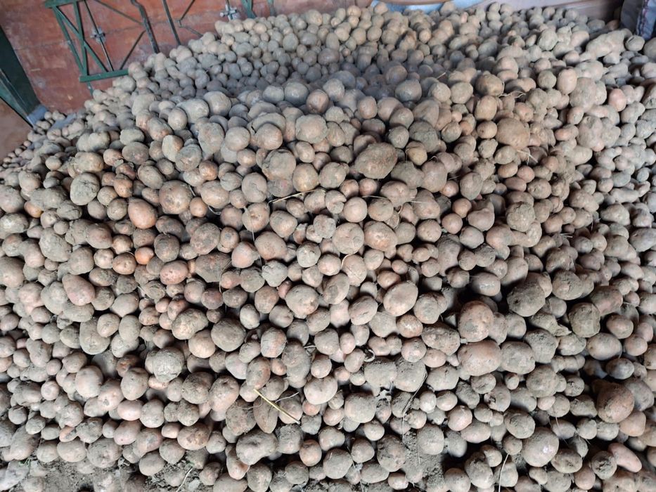 Vand cartofi ptr animale