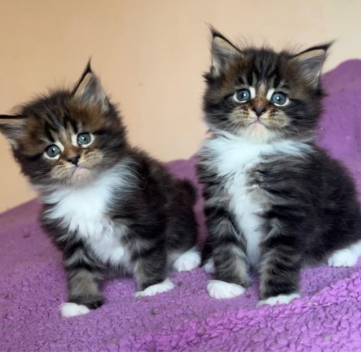 Котята породы мейн-кун. Питомник.