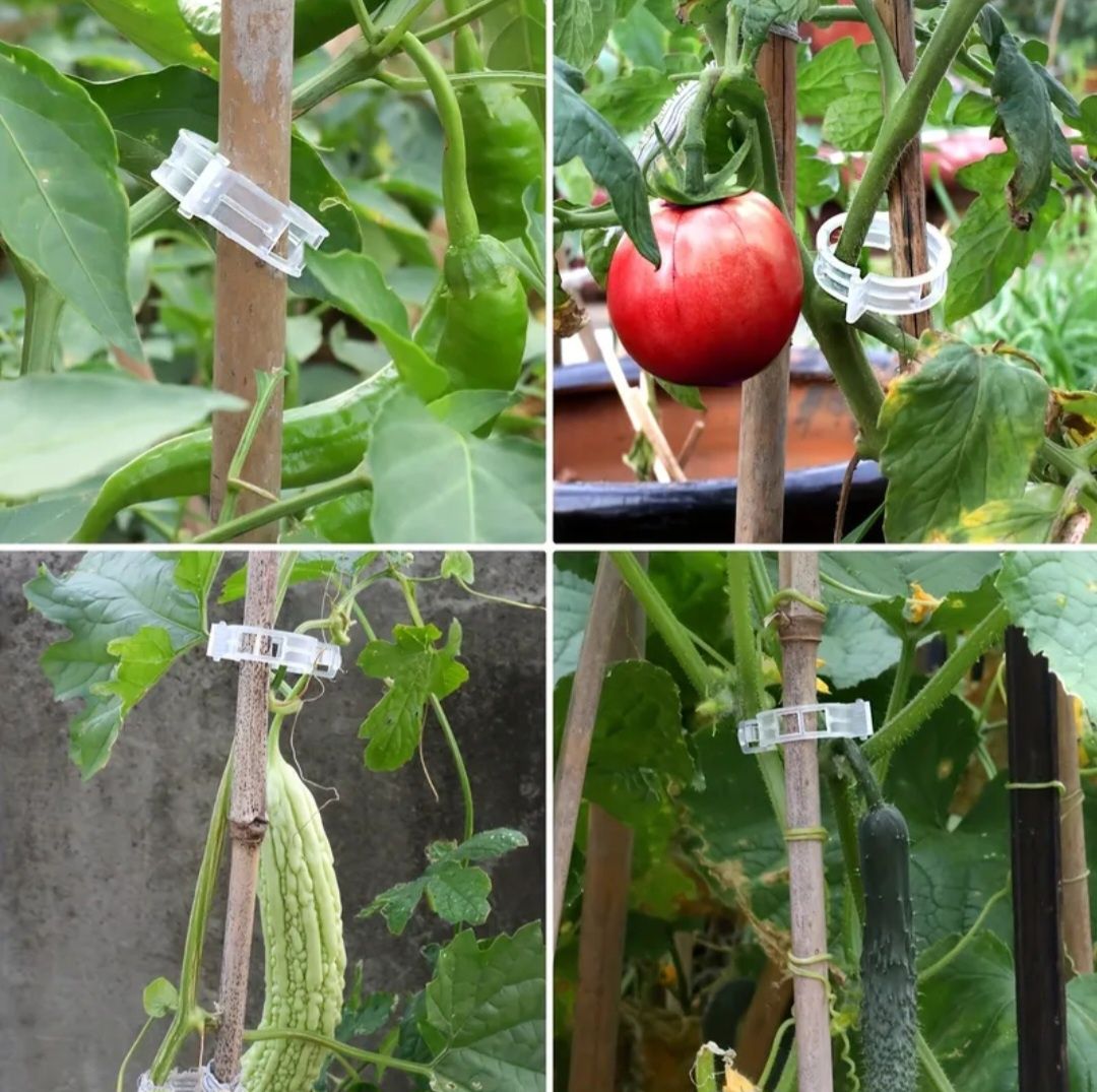 Plante cleme prindere roșii/tomate