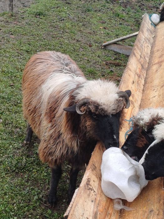 Vând 3 miele din oi bune