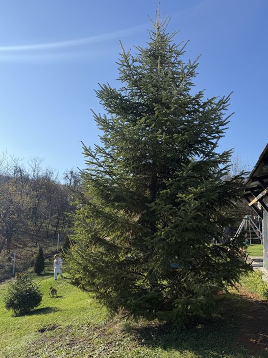 Brad Natural 7 metri