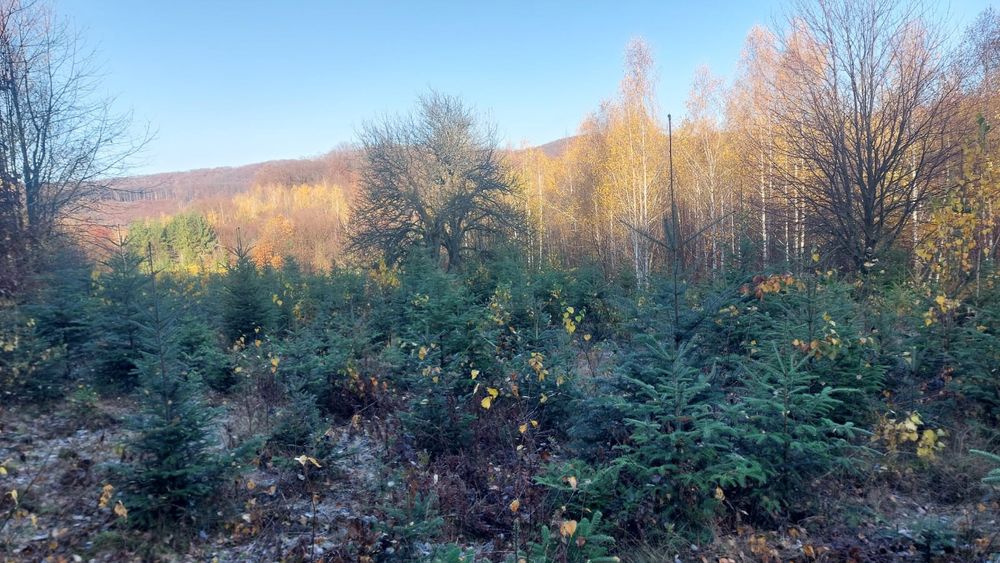 De vânzare Brazi și pomi de craciun