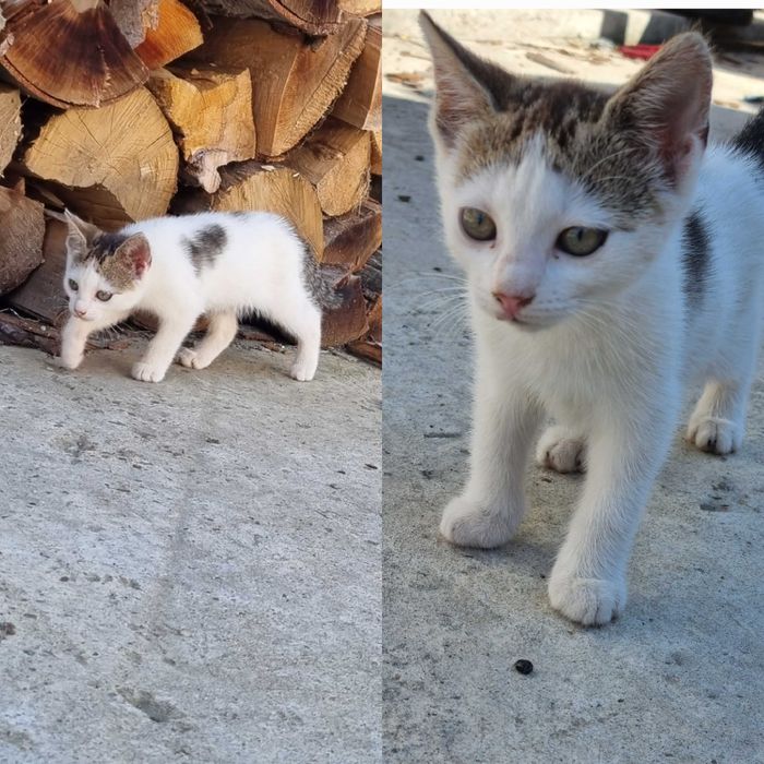 Pui de pisică spre adoptie