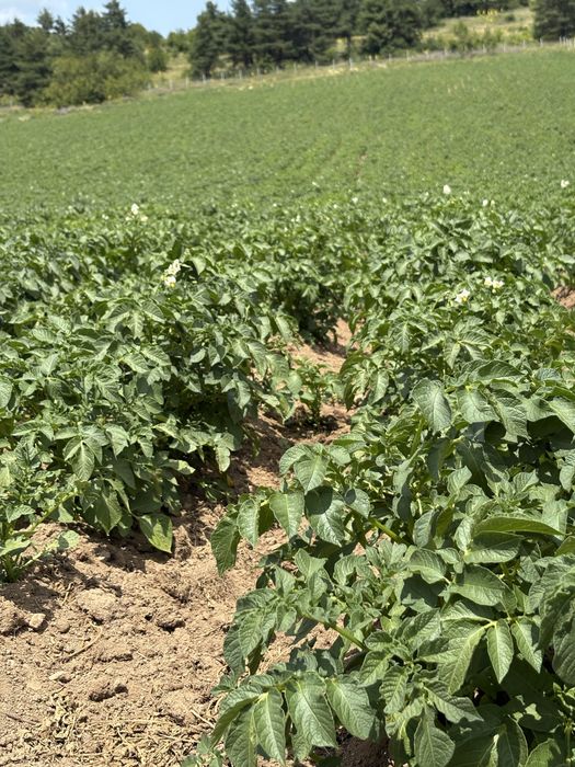 Картофи за семе 30-45 Сорая клас В