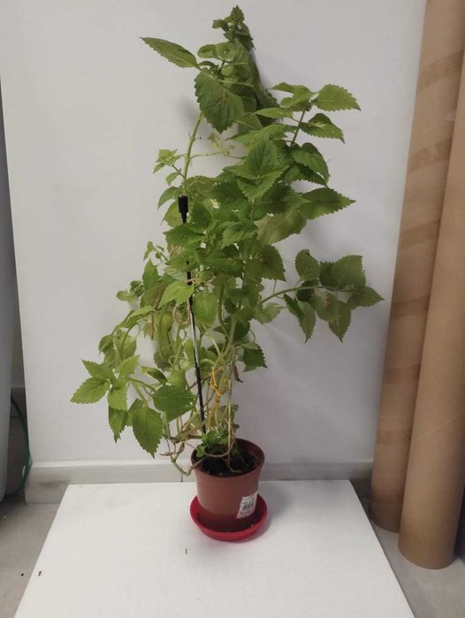 Planta decorativa Coleus blumei