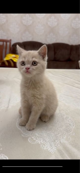 Продаётся британский страйт девочка