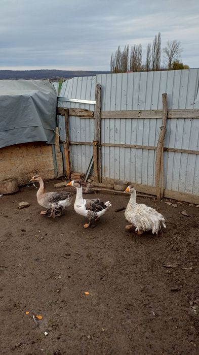 Vând gâște americane !!