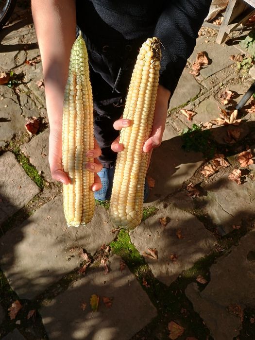 Продавам бяла царевица