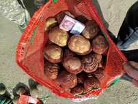 Продам картофель, сорт ГАЛА