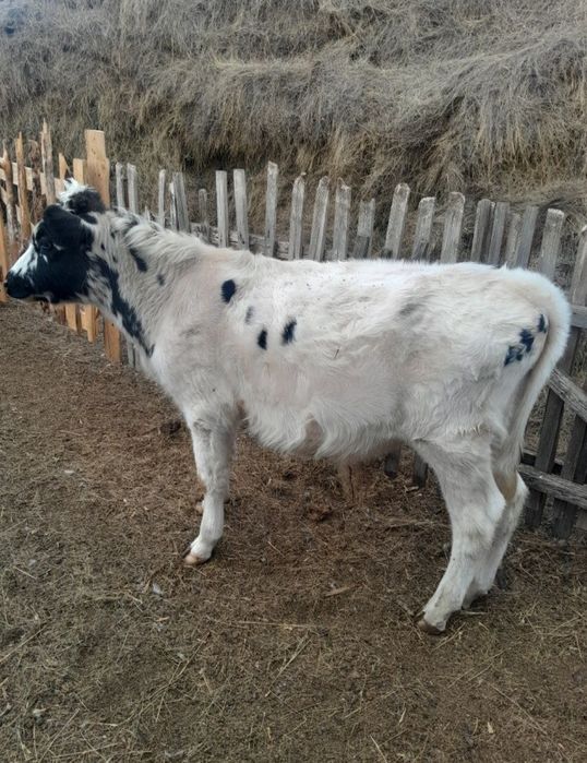 Бычок 7 месяцев 300 000