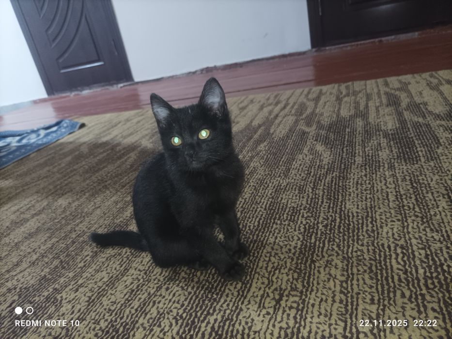 Пышык кишкантай кара.