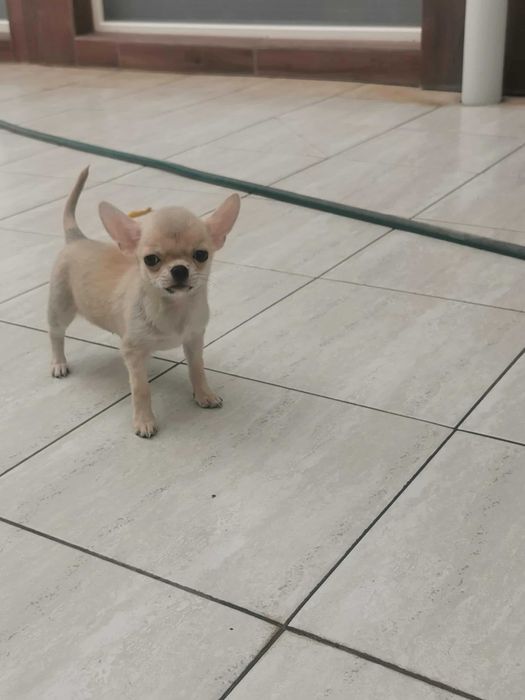 Чихуахуа ИСТИНСКИ - цени ХУБАВИ!!!