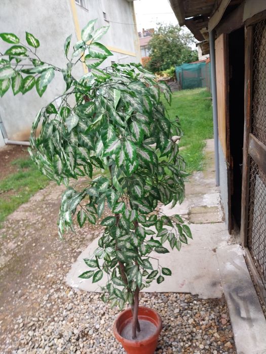 Copac pentru interior, decorativ