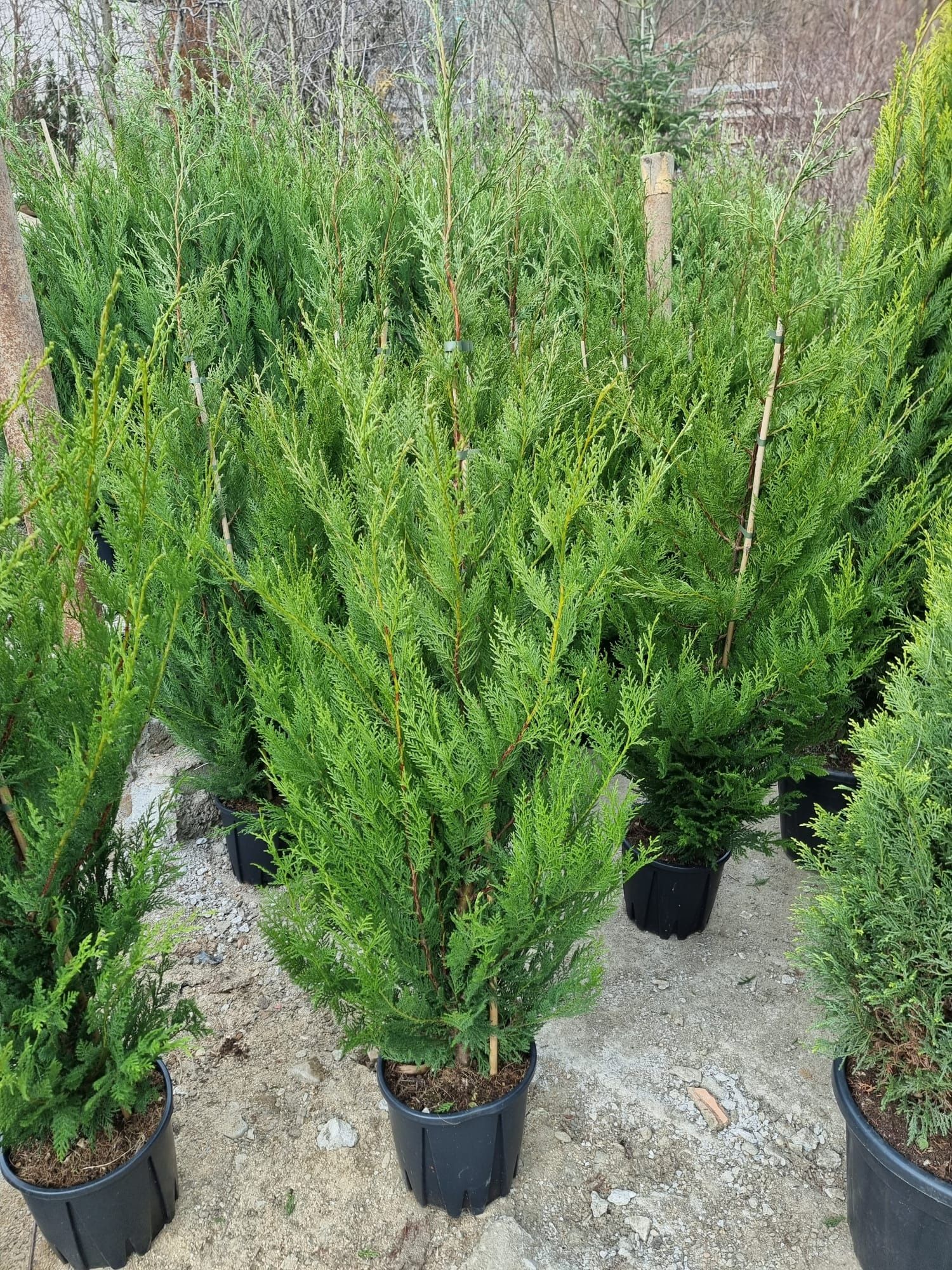 Cupressus leylandii