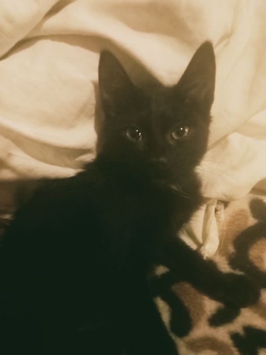 Отдам мальчика в хорошим руки