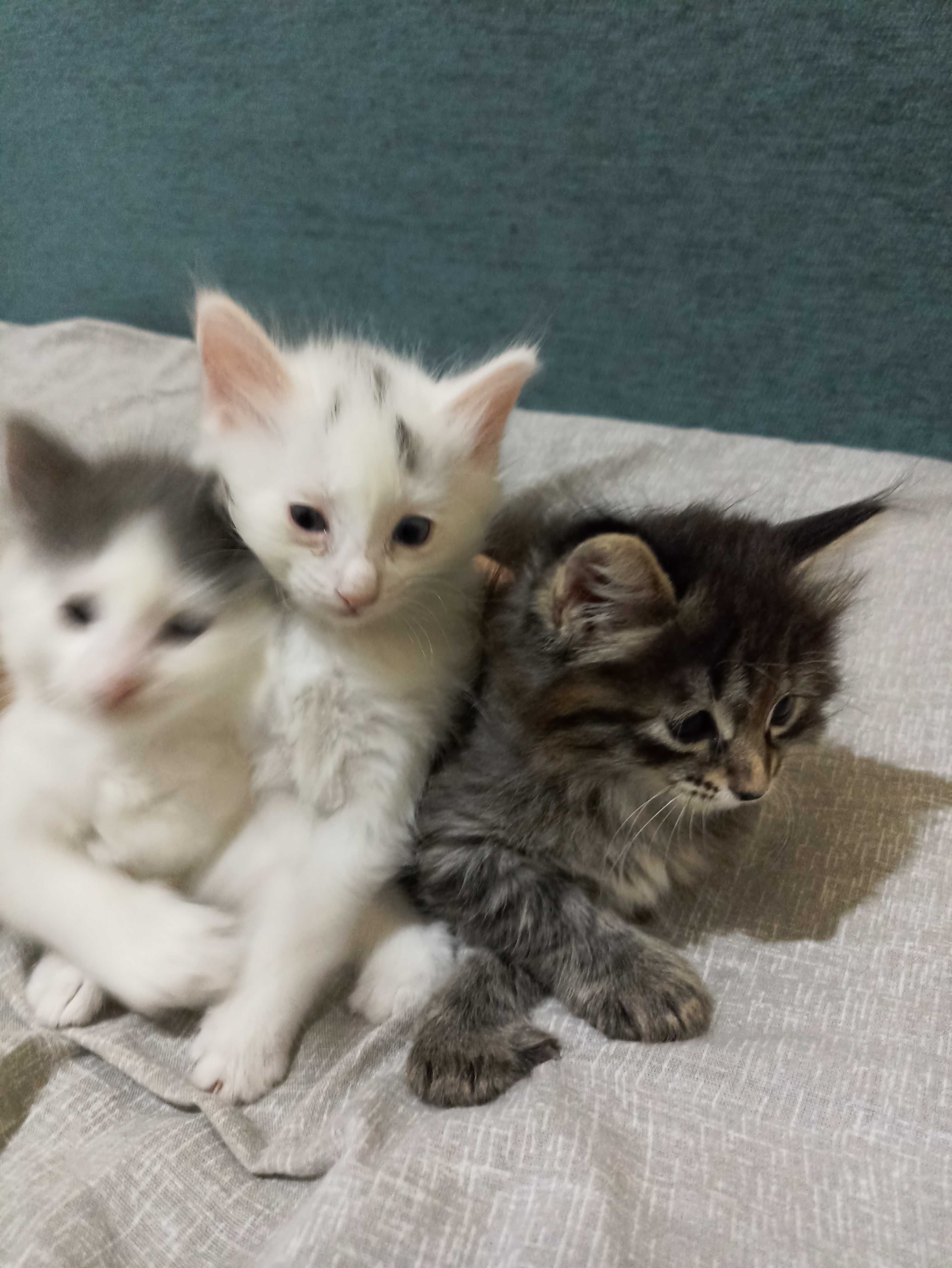 Продам игривых котят
