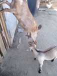 Capre aglolubian