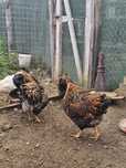 De vanzare wyandotte GSG puici si cocosi