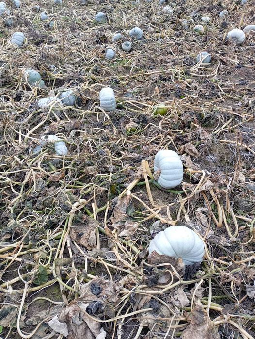 Dovleac pentru copt de la producător