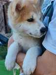 Pui Akita Inu Japonez
