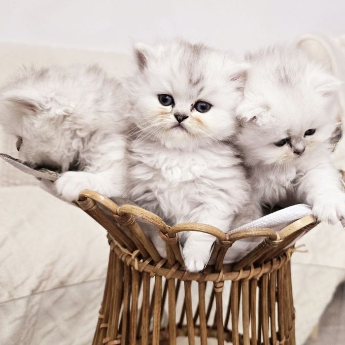 Британски дългокосмести котенца