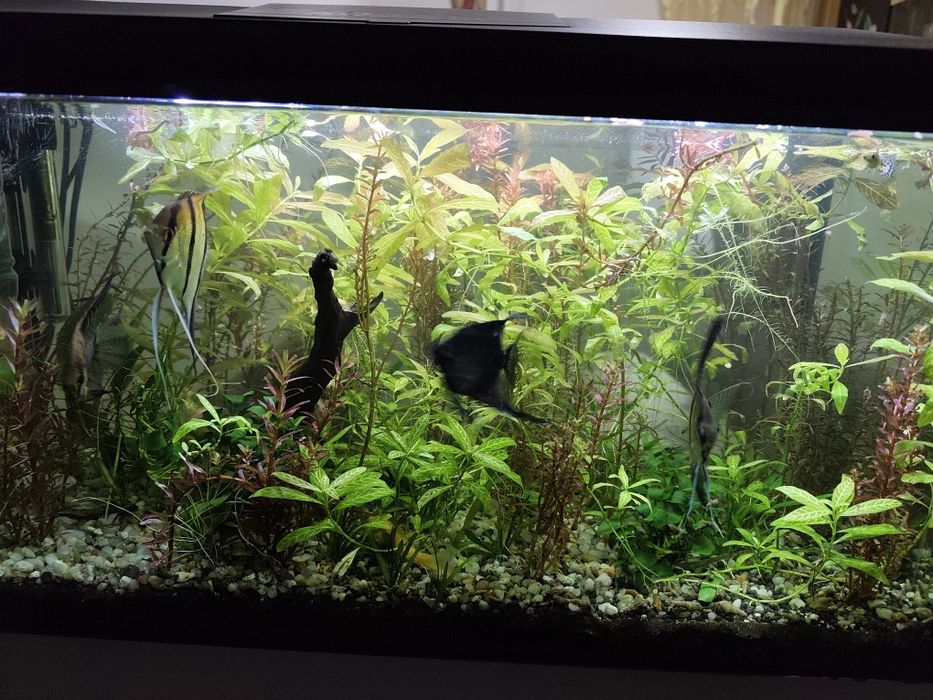 Vând 4 scalari sau schimb cu guppy