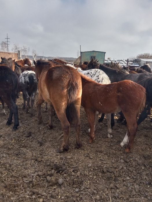 Продам лошадей оптом возможен торгм