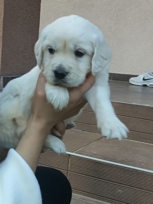 Golden Retriever cu Pedigree