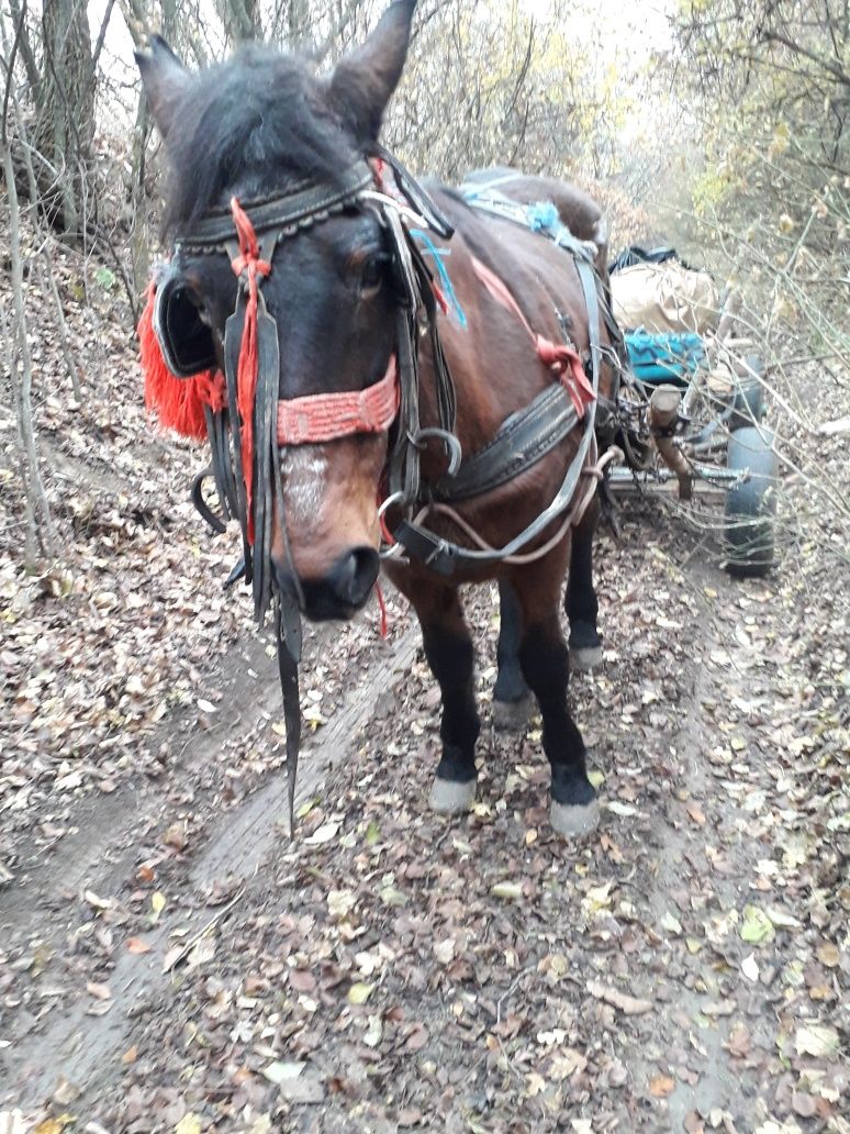 Vând iapă la garanție