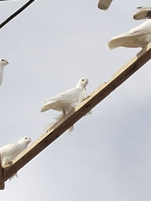 Kabutarlar to'y va marosimlar uchun