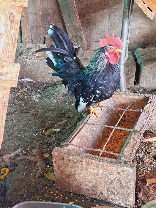 Vând cocosei Chabo și sebright auriu
