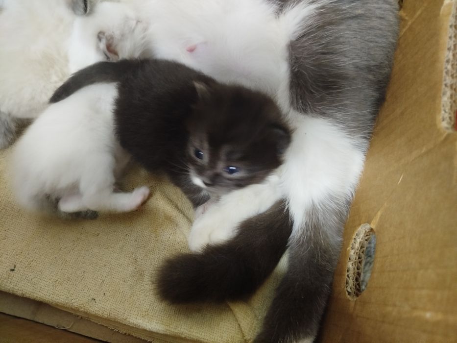 Отдам котёнка. Девочка.