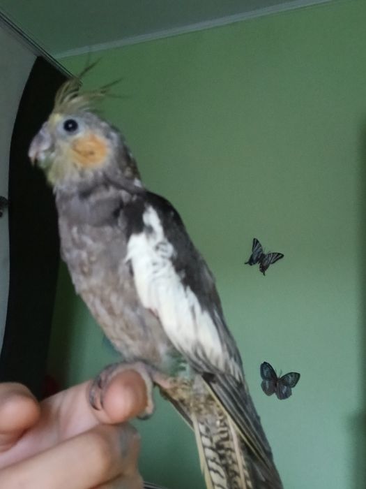 Papagal nimfă blandă +cuscă