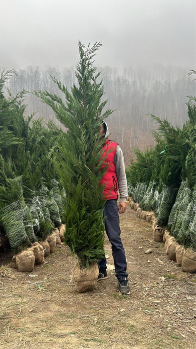 Leylandy la balot de pamnt 100 lei