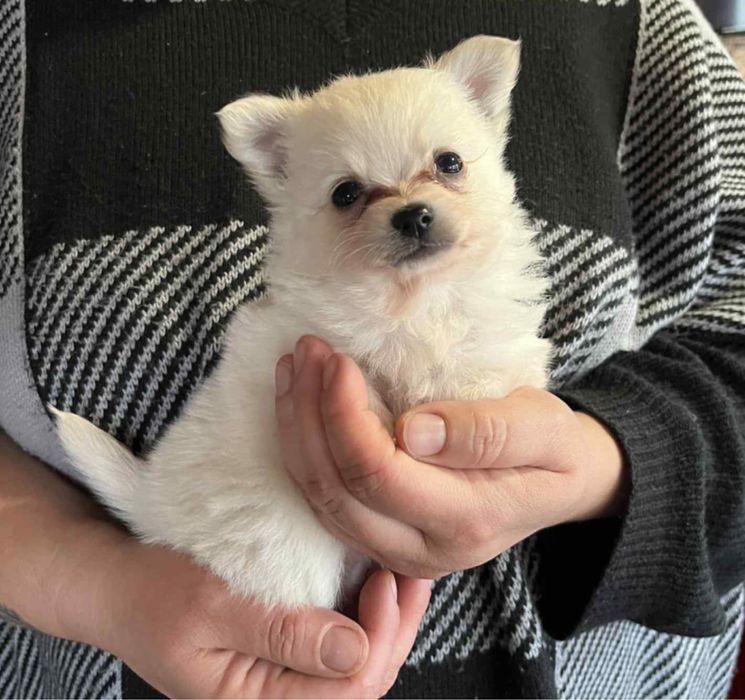 Малки бебета Померани